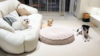 Two Months Theyve Gone From Guard Dogs To Pampered Pets