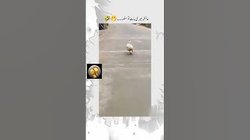 Thumbnail of Ayesha name funny video status🤣😜|#funny 💯#girl🤷‍♀️ #ayesha #trending 🤭| in trending and unique