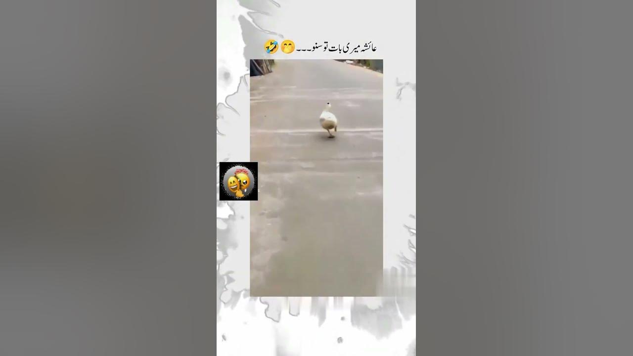 Ayesha name funny video status🤣😜|#funny 💯#girl🤷‍♀️ #ayesha #trending 🤭| in trending and unique