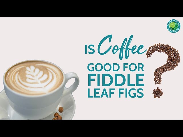 Are Coffee Grounds Good For Your Fiddle Leaf Fig? | Fiddle Leaf Fig Plant  Resource Center - Youtube