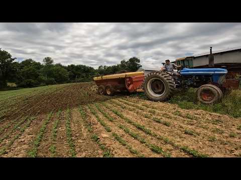 Fartilizing Beans with Slurry