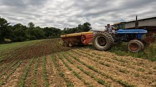 Fartilizing Beans with Slurry