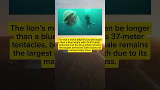 Lions Mane Jellyfish Vs Blue Whale A Fascinating Size Comparison