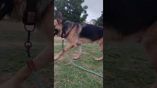 Leo Enjoying a Relaxing Day at the Park 🌳 | Dog Chill Time
