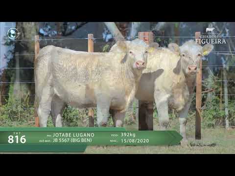 LOTE 54 - TAT 816, 6296