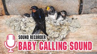 SUARA BURUNG WALET - Baby Calling sound