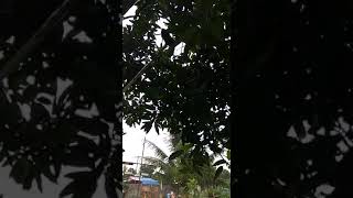 DownloadPetik mangga di rumah Farrel MP3 MP4 Petik mangga di rumah Farrel