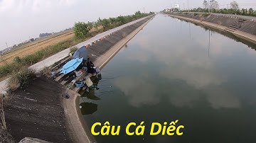 Khám phá điểm câu cá diếc tự nhiên có nhiều diếc khủng
