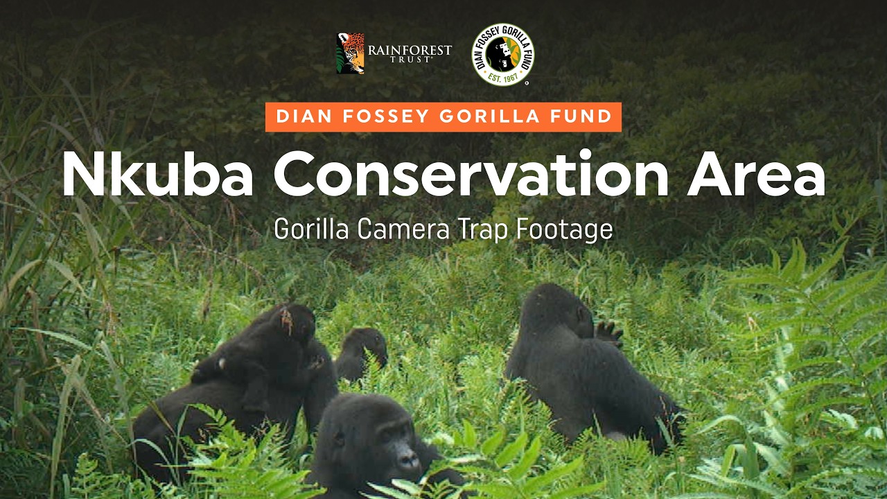Rainforest Trust Partner Camera Trap Footage: Baby Grauer’s Gorillas Spotted in the Wild!