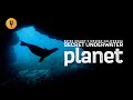 The Secret Underwater Planet off the California Coast