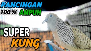 Perkutut lokal Gacor suara Kristal terbaik pancingan Perkutut paling ampuh bikin emosi GACOR