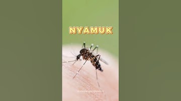 BELAJAR MENGENAL NAMA BINATANG / HEWAN DARI HURUF N - NYAMUK #shorts