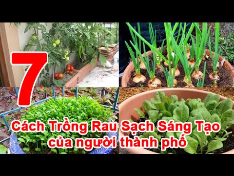 Video 7 Cách Trồng Rau Sạch Sáng Tạo của người Thành Phố - youtube