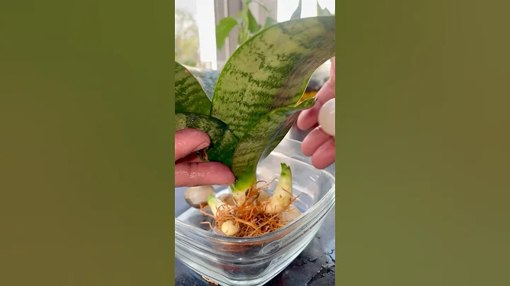 Indoor Plants Grow & Decor In Water #plantsdecor #homedecor #houseplants #diy #snakeplant #nature