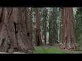 Giant Sequoias of Mariposa Grove
