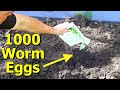 What Happens When You Add WORM EGGS to a COW DUNG Pile?