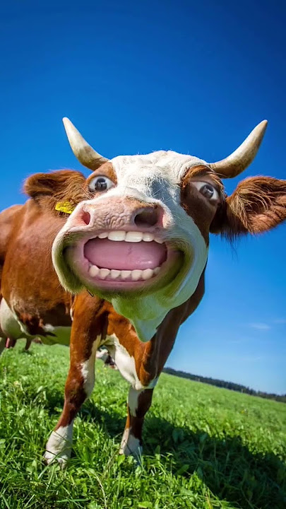 Sapi lucu terbaru #viral