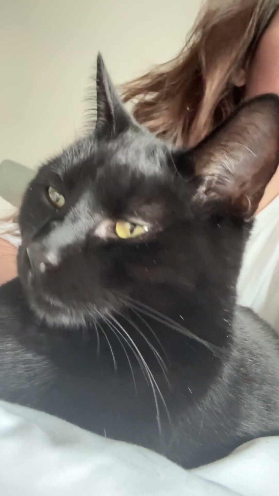 Cat Has Her Own Bedroom And Bathroom | The Dodo