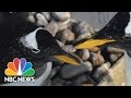 Can Animals Be Gay 30 STK NBC News Can Animals Be Gay 30 STK NBC News