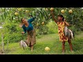 Pick pear fruit in forest- Mother cooking fish crispy for dinner with daughter of survival