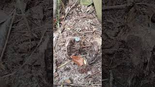 Copper nail killed a tree