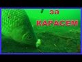 за КАРАСЕМ. Ловля на поплавочную удочку. Рыбалка, подводная съемка. Fishing angeln la pesca câu cá