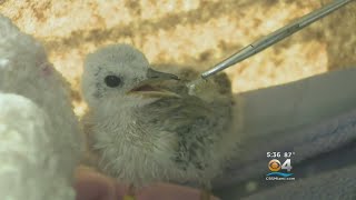 The south florida wildlife center is nursing two baby least tern birds
back to health after being displaced by bad weather over weekend.