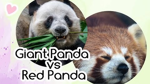 15 Interesting Facts on Red Panda vs. Giant Panda