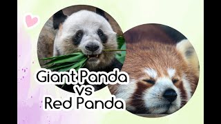 15 Interesting Facts on Red Panda vs. Giant Panda