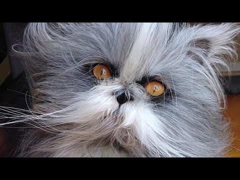 Meet Atchoum, The Incredibly Fluffy “Werewolf Cat” With Hypertrichosis