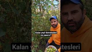 Kalan Yeşil Domatesleri Ne Yaparız?