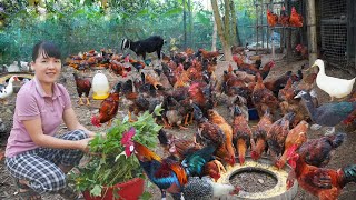 Free Range New Flock of Chickens. Taking Care of Ducks. Poultry Farm & Enjoy The Peaceful Day
