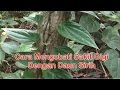 Obat Sakit Gigi Herbal Cara Alami Mengobati Sakit Gigi Dengan Manfaat Daun Sirih
