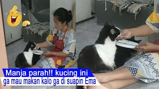 SCARY but AWESOME/FUNNY cat reaction when it becomes a pocong/compilation of funny cats/#CT