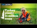 Turkey breaks world tree-planting record