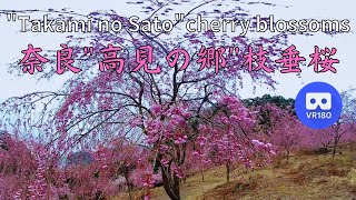VR180 奈良 &quot;高見の郷&quot; 枝垂桜に覆われた山の風景