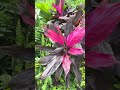Nature principale dans votre maison
