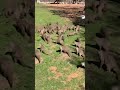 Mangoose