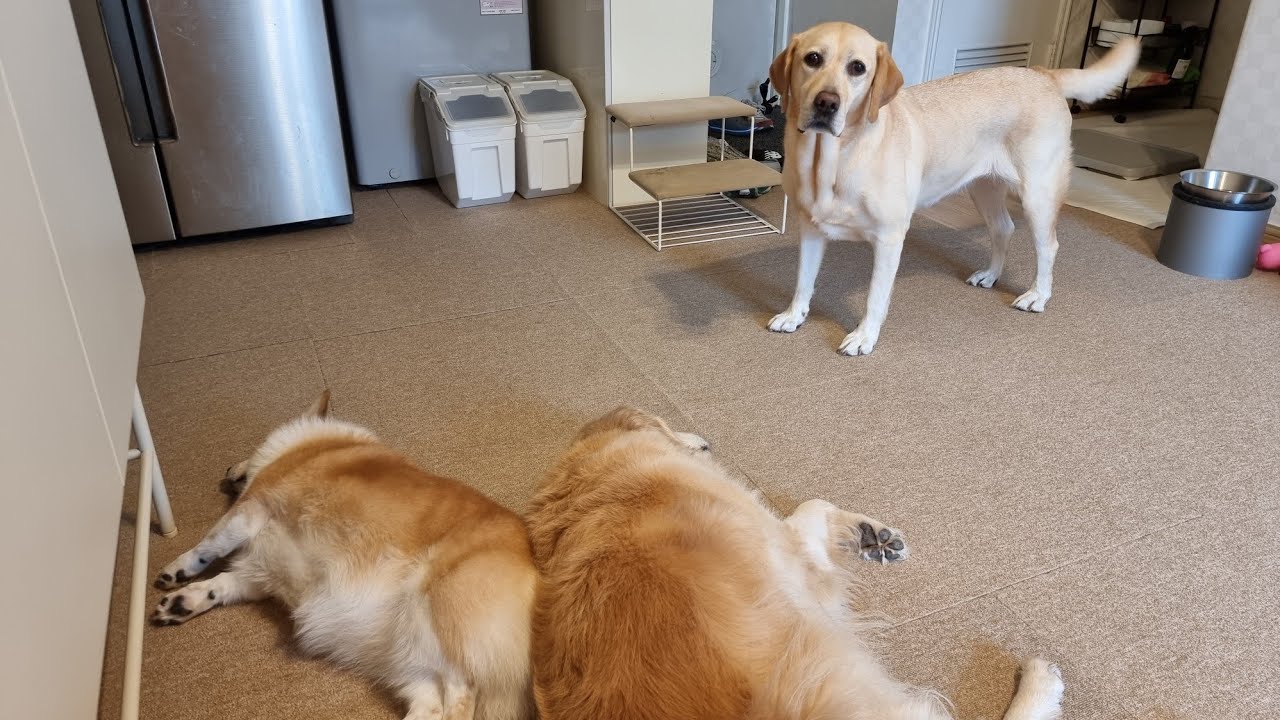 잠만 자는 강아지들이 이해안가는 리트리버가 혼자 하는 행동