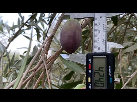 من اصناف الزيتون ثنائي الغرض الصنف كروسايدي الاسباني الاكبر حجما بين اصناف الزيتون