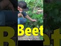 Beets Beets