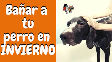 ¿Debo lavar a mi perro con agua fría o templada?