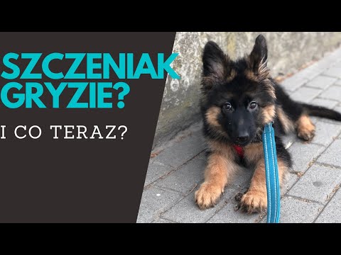 Wideo: Gryzienie Szczeniąt: Dlaczego Szczenięta Gryzą I Jak Można To Powstrzymać?