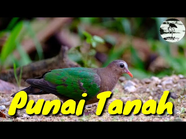 Download Suara Burung Delimukan Mp3 Mp4 3gp Flv Download Lagu