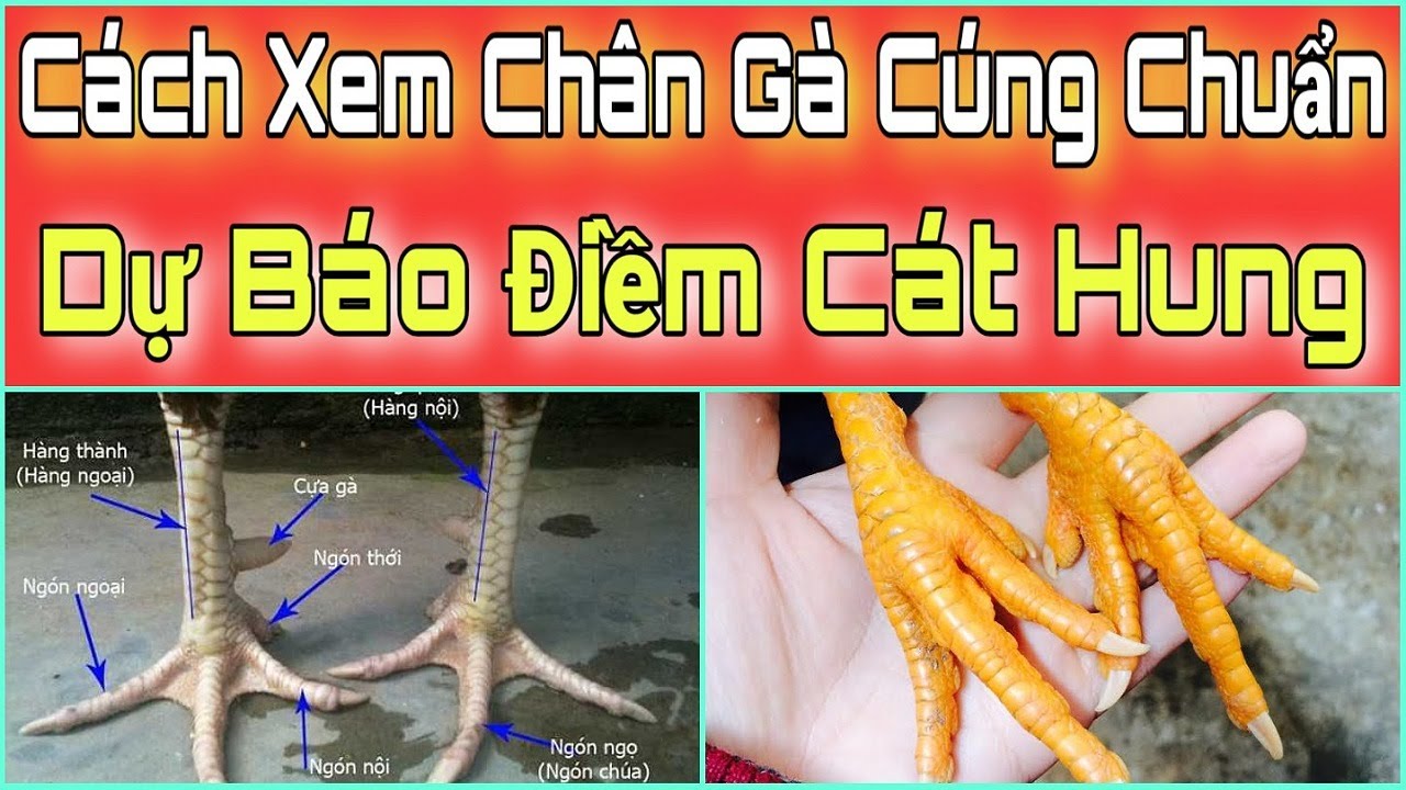 Hướng Dẫn Cách Xem Chân Gà Cúng Đầu Năm Để Biết Vận Mệnh Hung Cát