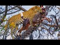 Terrible! Mad Leopard Attacked Wild Dog And Tortured It To Death On A Tree - Leopard Vs Wild dogs
