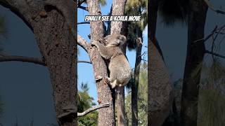 Koala on the move! #shorts #koala #zoo #wildlife #animal #ytshorts