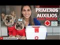 Primeros auxilios para perros- Tips by Natalia Ospina