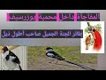 طائر الجنة الجميل صاحب الذيل الطويل داخل محمية يوزرسيف طائر الجنة الجميل صاحب الذيل الطويل داخل محمية يوزرسيف