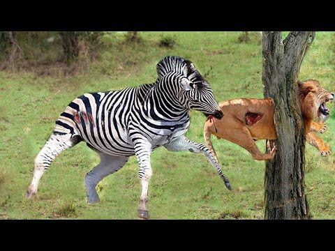 Crazy Counterattack - Mother Zebra Defeats Hungry Lion Herd Successfully Rescues Baby Zebra